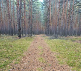 Прирезка лесных участков Кадастровые работы в Волгограде